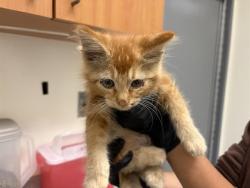 Shelter Stray Male Cat last seen GRANITE DR & SIERRA MEADOWS, 11232 B Ave, Auburn, CA 95603, USA