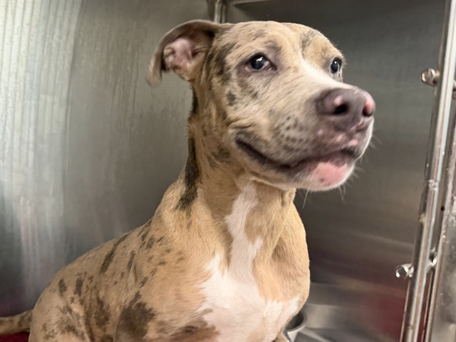 Shelter Stray Male Dog last seen E ORANGE AVE & ABRAMS EUSTIS, 12280 County Rd 448, Tavares, FL 32778, USA