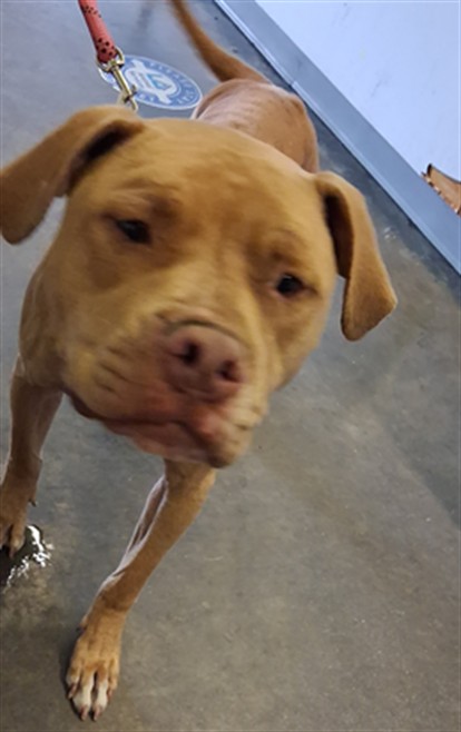 Shelter Stray Unknown Dog last seen , 1850 W 60th St, Los Angeles, CA 90047, USA