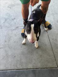 Shelter Stray Male Dog last seen , 1850 W 60th St, Los Angeles, CA 90047, USA