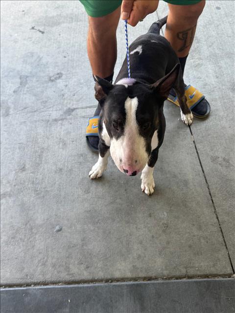 Shelter Stray Male Dog last seen , 1850 W 60th St, Los Angeles, CA 90047, USA