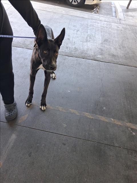 Shelter Stray Male Dog last seen , 1850 W 60th St, Los Angeles, CA 90047, USA