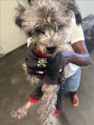 Shelter Stray Unknown Dog last seen , 1850 W 60th St, Los Angeles, CA 90047, USA