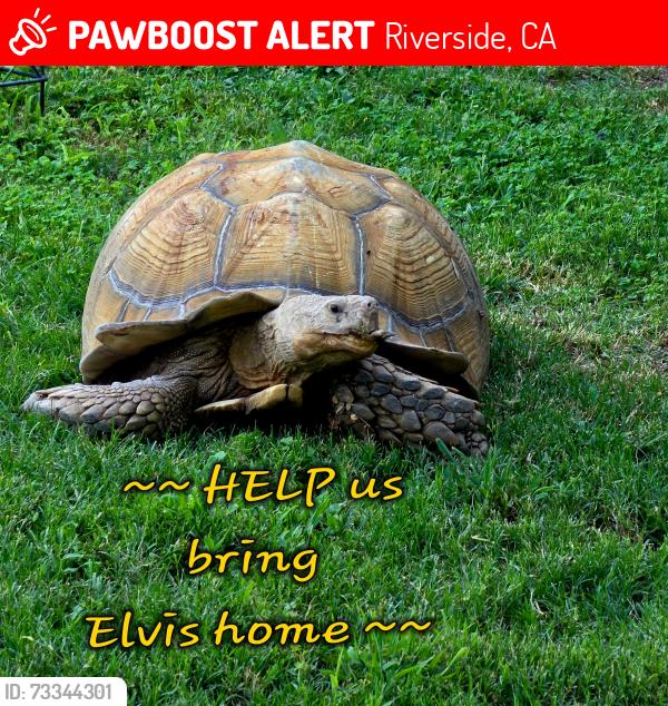 Lost Male Reptile last seen Brockton Avenue and First Street Riverside, CA, Riverside, CA 92501