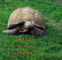 Lost Male Reptile last seen Brockton Avenue and First Street Riverside, CA, Riverside, CA 92501
