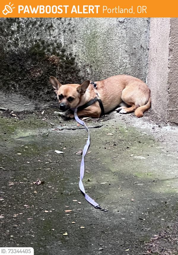 Found/Stray Male Dog last seen NE 14th and Schuyler, Portland, OR 97212
