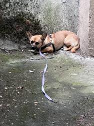 Found/Stray Male Dog last seen NE 14th and Schuyler, Portland, OR 97212