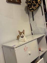 Lost Male Cat last seen Taffy,st jude, Estelle, LA 70072
