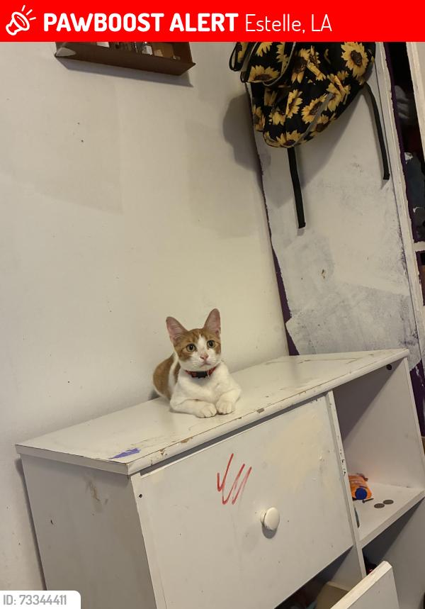 Lost Male Cat last seen Taffy,st jude, Estelle, LA 70072