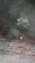 Found/Stray Unknown Bird last seen North university, Coral Springs, FL 33065
