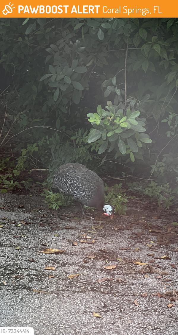 Found/Stray Unknown Bird last seen North university, Coral Springs, FL 33065