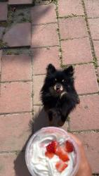 Lost Male Dog last seen Lewis elementry, Downey, CA 90241