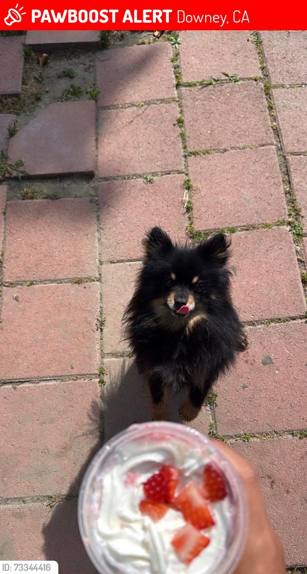 Lost Male Dog last seen Lewis elementry, Downey, CA 90241
