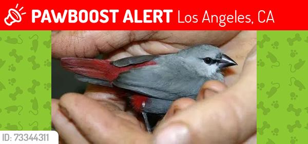 Lost Female Bird last seen Hollywood Blvd and Western, Los Angeles, CA 90038