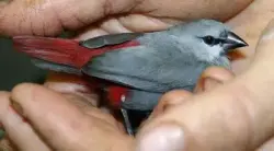 Lost Female Bird last seen Hollywood Blvd and Western, Los Angeles, CA 90038