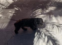 Found/Stray Unknown Dog last seen Annetta Ave and Southern, South Gate, CA 90280