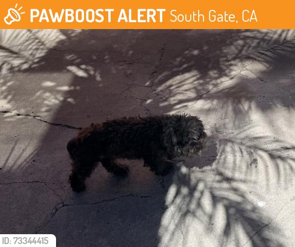 Found/Stray Unknown Dog last seen Annetta Ave and Southern, South Gate, CA 90280
