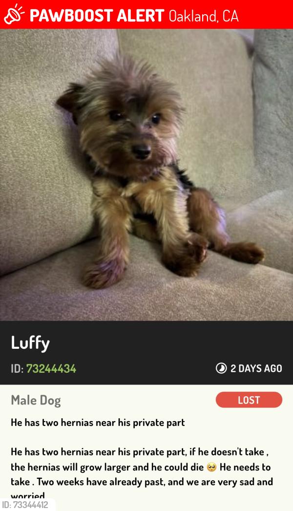 Lost Male Dog last seen Market and 21 st, Oakland, CA 94608