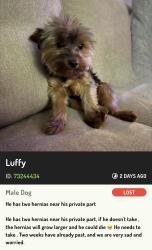 Lost Male Dog last seen Market and 21 st, Oakland, CA 94608