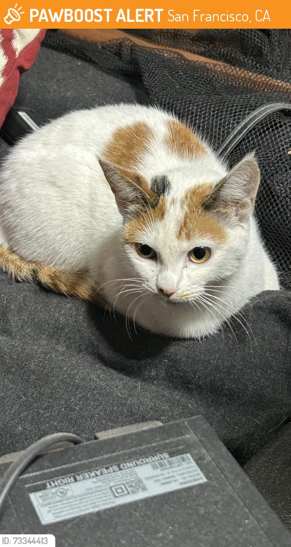 Found/Stray Female Cat last seen Parker and McAllister, San Francisco, CA 94118