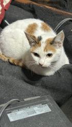 Found/Stray Female Cat last seen Parker and McAllister, San Francisco, CA 94118