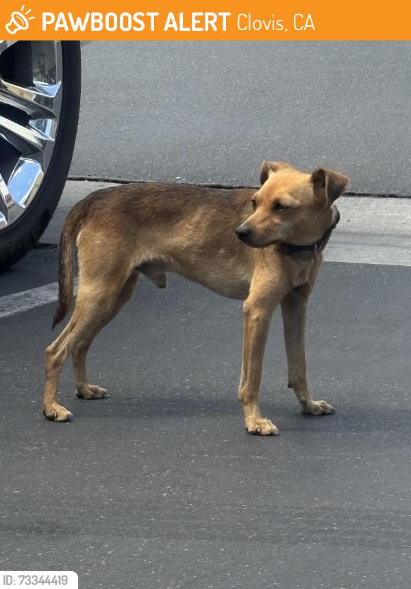Found/Stray Male Dog last seen Shaw & Sierra Vista, Clovis, CA 93612