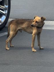 Found/Stray Male Dog last seen Shaw & Sierra Vista, Clovis, CA 93612