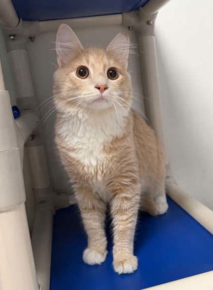 Shelter Stray Male Cat last seen Near Parkwood Ave, 21217, MD, 2490 Giles Rd, Baltimore, MD 21225, USA