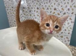 Shelter Stray Male Cat last seen Brown Ave, 43607, OH, 827 Illinois Ave, Maumee, OH 43537, USA