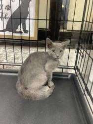 Shelter Stray Female Cat last seen Near CLEBURNE RD, Central District, TX, 355 Hillshire Dr, Haslet, TX 76052, USA