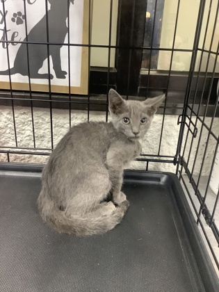 Shelter Stray Female Cat last seen Near CLEBURNE RD, Central District, TX, 355 Hillshire Dr, Haslet, TX 76052, USA