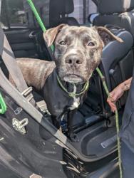 Shelter Stray Male Dog last seen Near Boulevard NE, Atlanta, GA, 1251 Fulton Industrial Blvd NW, Atlanta, GA 30336, USA
