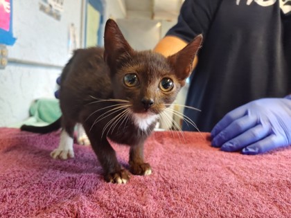Shelter Stray Female Cat last seen property, Hernando, FL, 4030 S Airport Rd, Inverness, FL 34450, USA