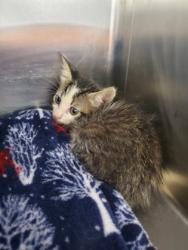 Shelter Stray Unknown Cat last seen Near bourland rd, Keller, TX, 330 Rufe Snow Dr, Keller, TX 76248, USA