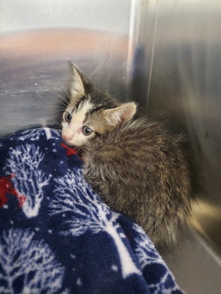 Shelter Stray Unknown Cat last seen Near bourland rd, Keller, TX, 330 Rufe Snow Dr, Keller, TX 76248, USA