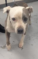 Shelter Stray Female Dog last seen , , NM, 1209 NM-314, Los Lunas, NM 87031, USA
