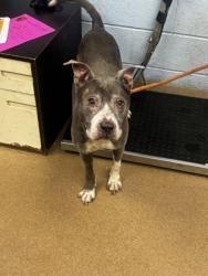 Shelter Stray Male Dog last seen Near CRESTE LANE Decatur, 30035, 30035, GA, 3280 Chamblee Dunwoody Rd, Chamblee, GA 30341, USA