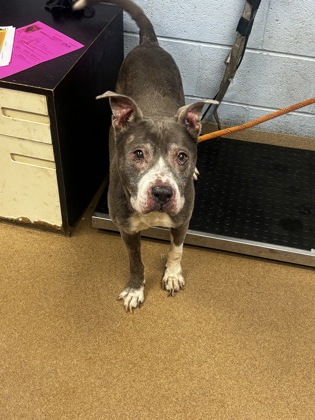 Shelter Stray Male Dog last seen Near CRESTE LANE Decatur, 30035, 30035, GA, 3280 Chamblee Dunwoody Rd, Chamblee, GA 30341, USA