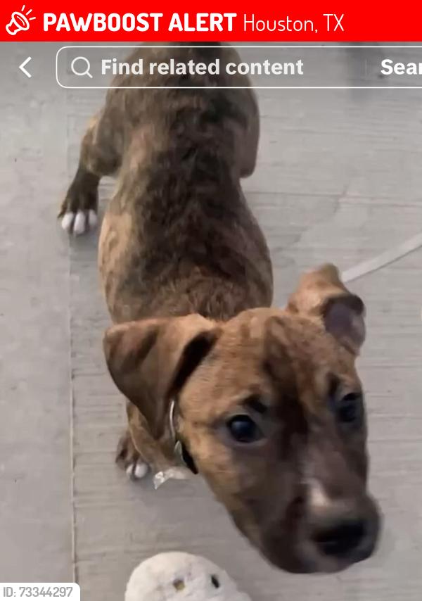 Lost Male Dog last seen Near bissonet St Apt 203, Houston, TX 77074