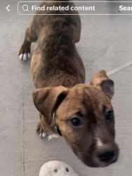 Lost Male Dog last seen Near bissonet St Apt 203, Houston, TX 77074