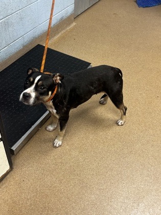 Shelter Stray Female Dog last seen Near Phillips Rd Lithonia, 30058, 30058, GA, 3280 Chamblee Dunwoody Rd, Chamblee, GA 30341, USA