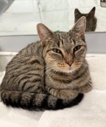 Found/Stray Female Cat last seen Irving Park Elementary, Greensboro, NC 27401