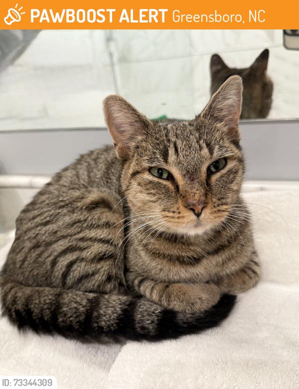 Found/Stray Female Cat last seen Irving Park Elementary, Greensboro, NC 27401