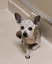 Shelter Stray Female Dog last seen Near Greenwood Ave, Hamilton, OH, 1820 Princeton Rd, Hamilton, OH 45011, USA