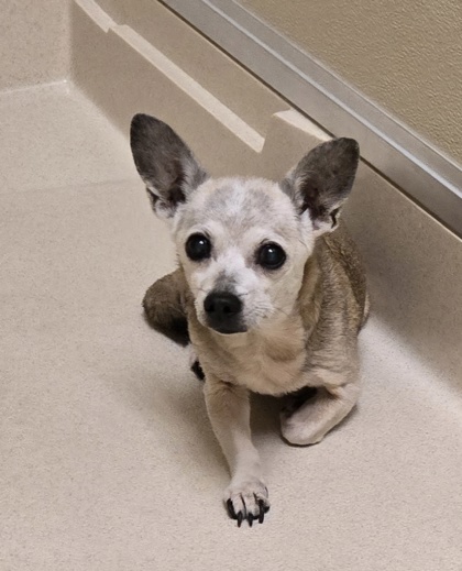 Shelter Stray Female Dog last seen Near Greenwood Ave, Hamilton, OH, 1820 Princeton Rd, Hamilton, OH 45011, USA