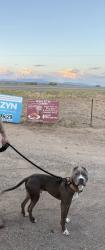 Reunited Male Dog last seen Ojito Ave and Cristo Ave, Mesquite, NM 88048
