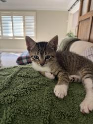 Lost Male Cat last seen Edward ave and driftwood court, Monroe Township, NJ 08831