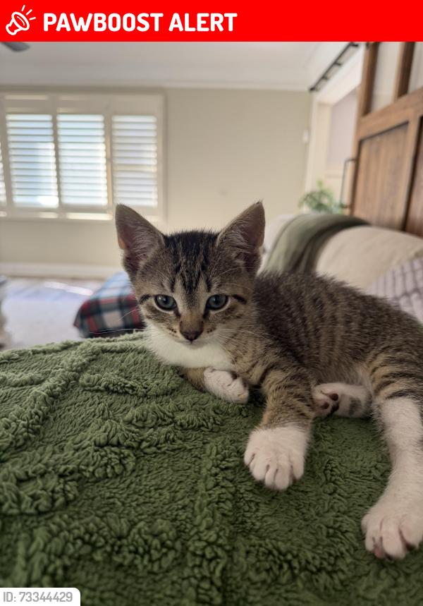 Lost Male Cat last seen Edward ave and driftwood court, Monroe Township, NJ 08831