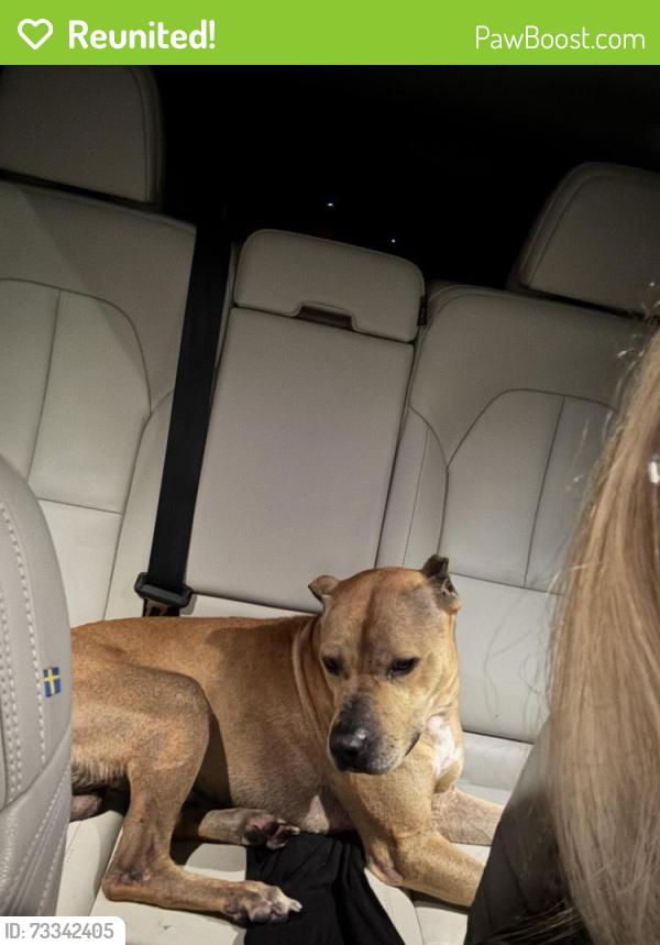 Reunited Male Dog last seen Hill and Byrne, ran out of the mobile home court, Toledo, OH 43607