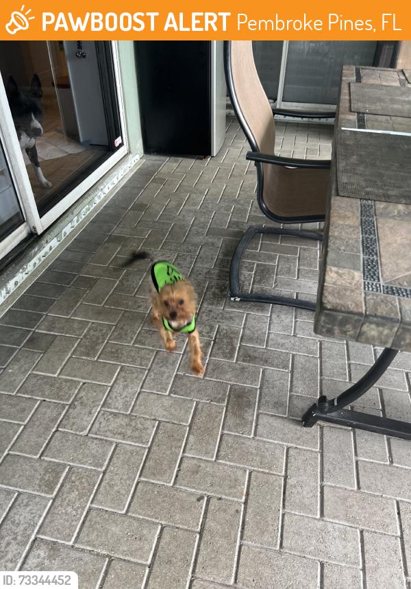 Found/Stray Male Dog last seen The Landings, Pembroke Pines, FL 33028
